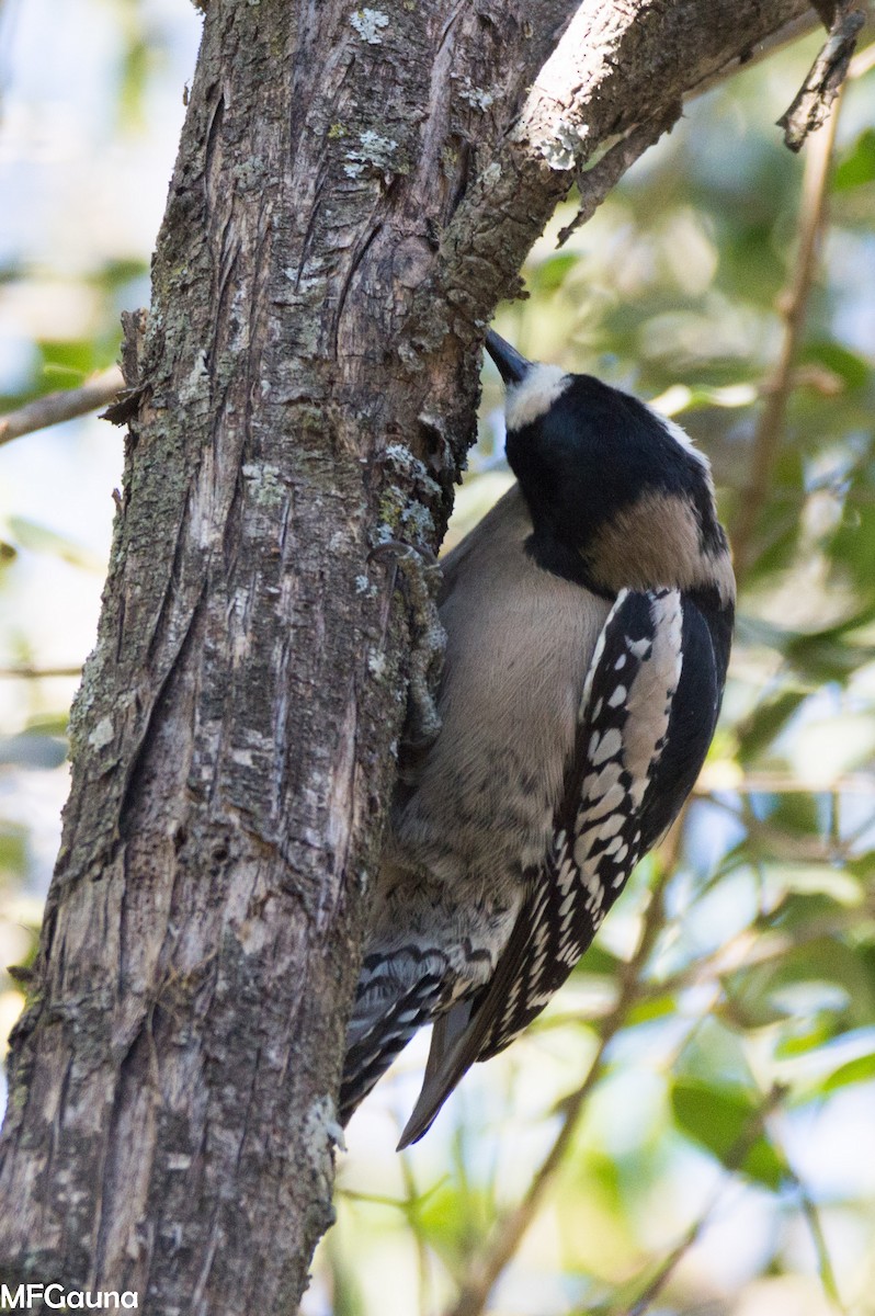 White-fronted Woodpecker - ML638356284