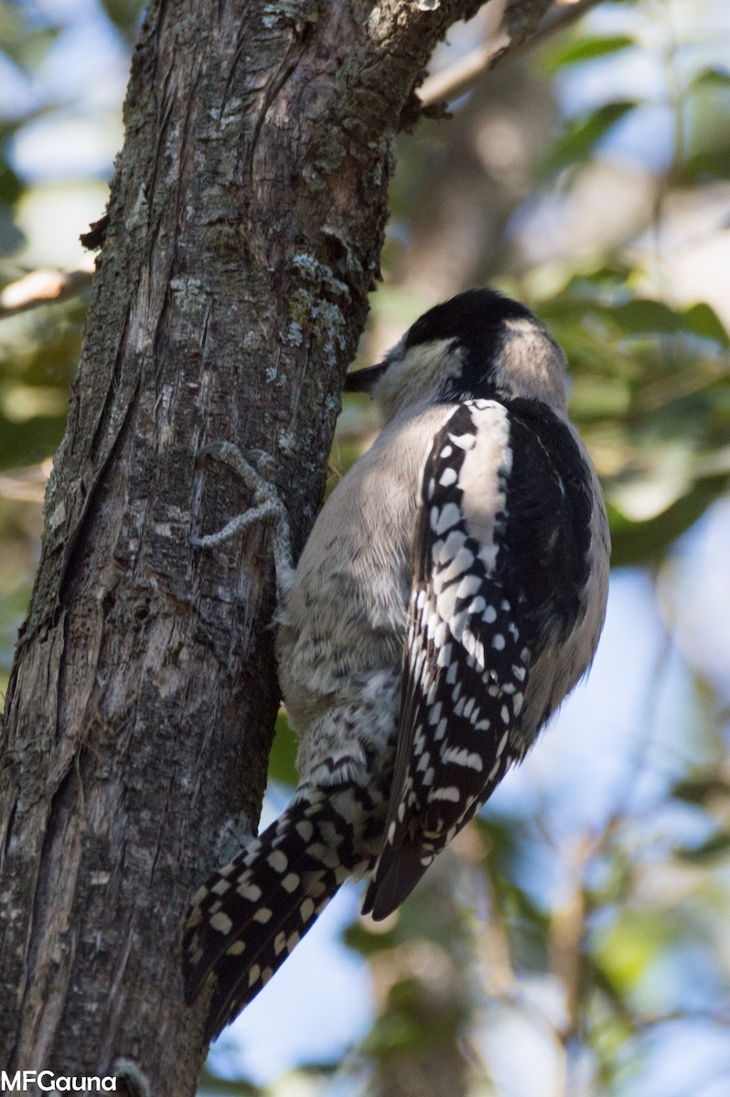 White-fronted Woodpecker - ML638356285