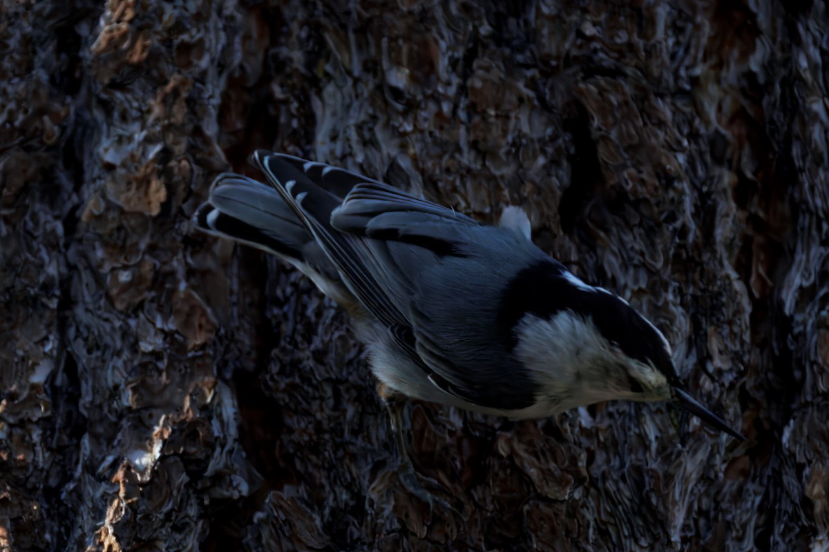 White-breasted Nuthatch - ML638356305