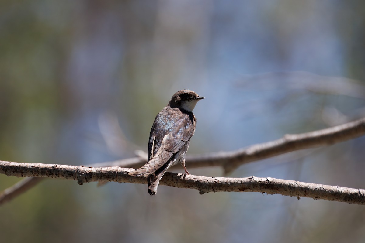 Golondrina Bicolor - ML638356321
