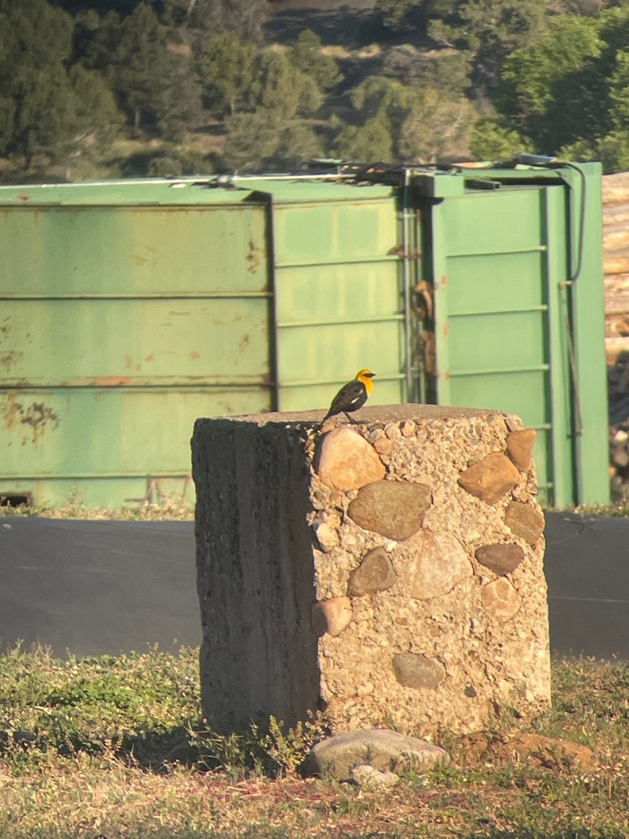 Yellow-headed Blackbird - ML638356323
