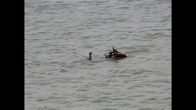hvithalesvømmesnipe - ML638356331
