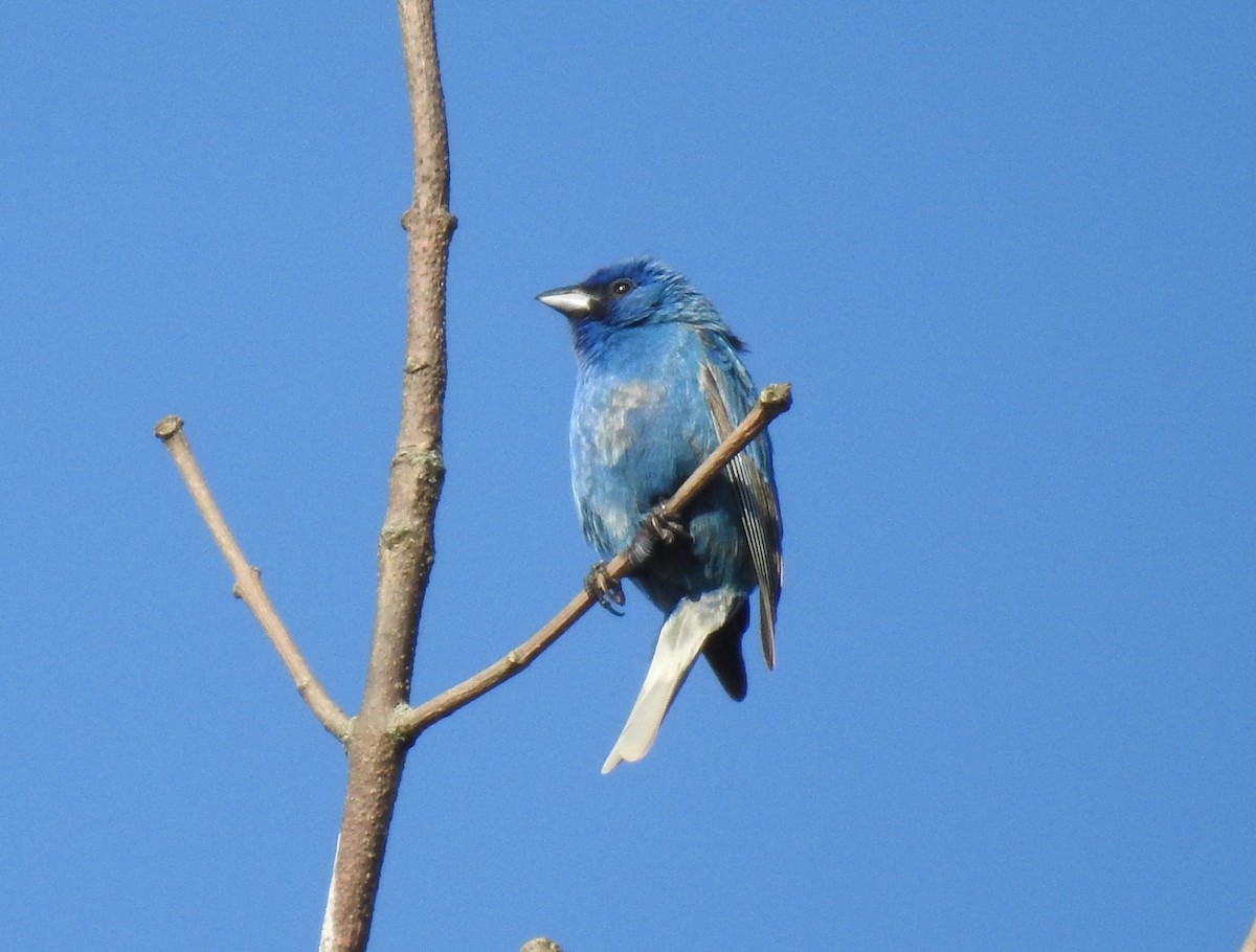 Indigo Bunting - ML638356339