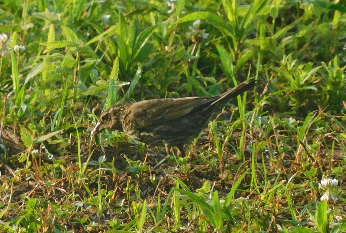 Red-winged Blackbird - ML638356353