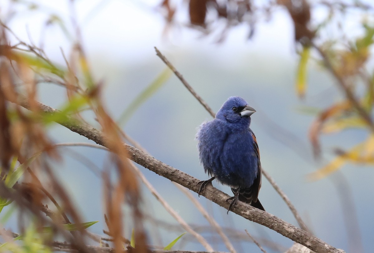 Blue Grosbeak - ML638356378