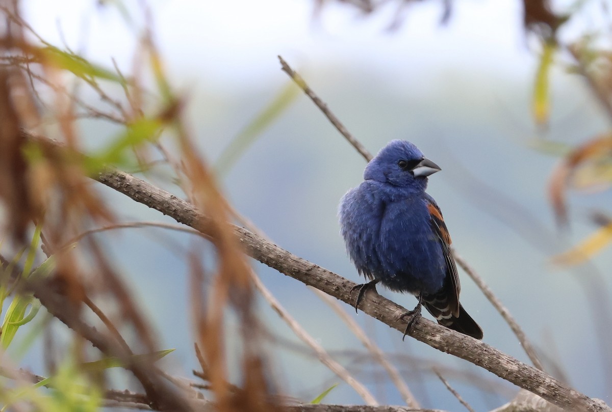 Blue Grosbeak - ML638356379