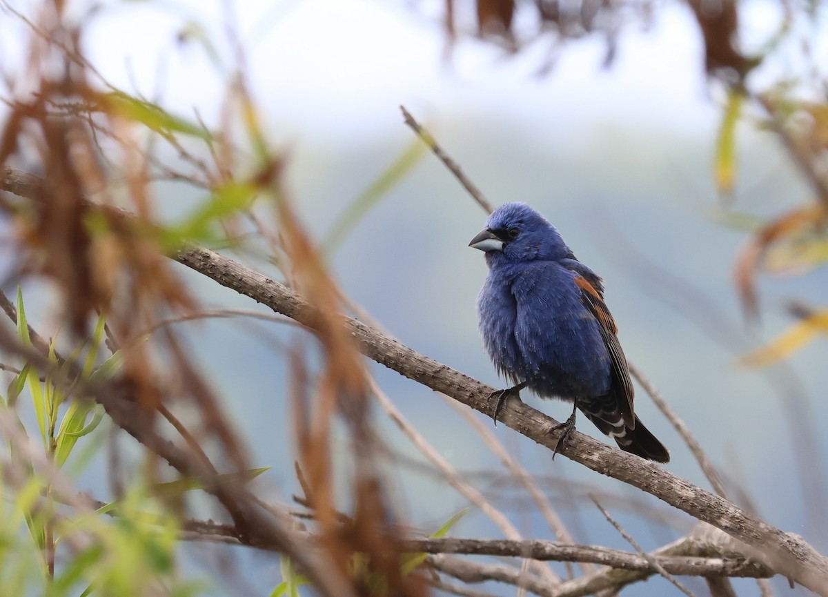 Blue Grosbeak - ML638356380