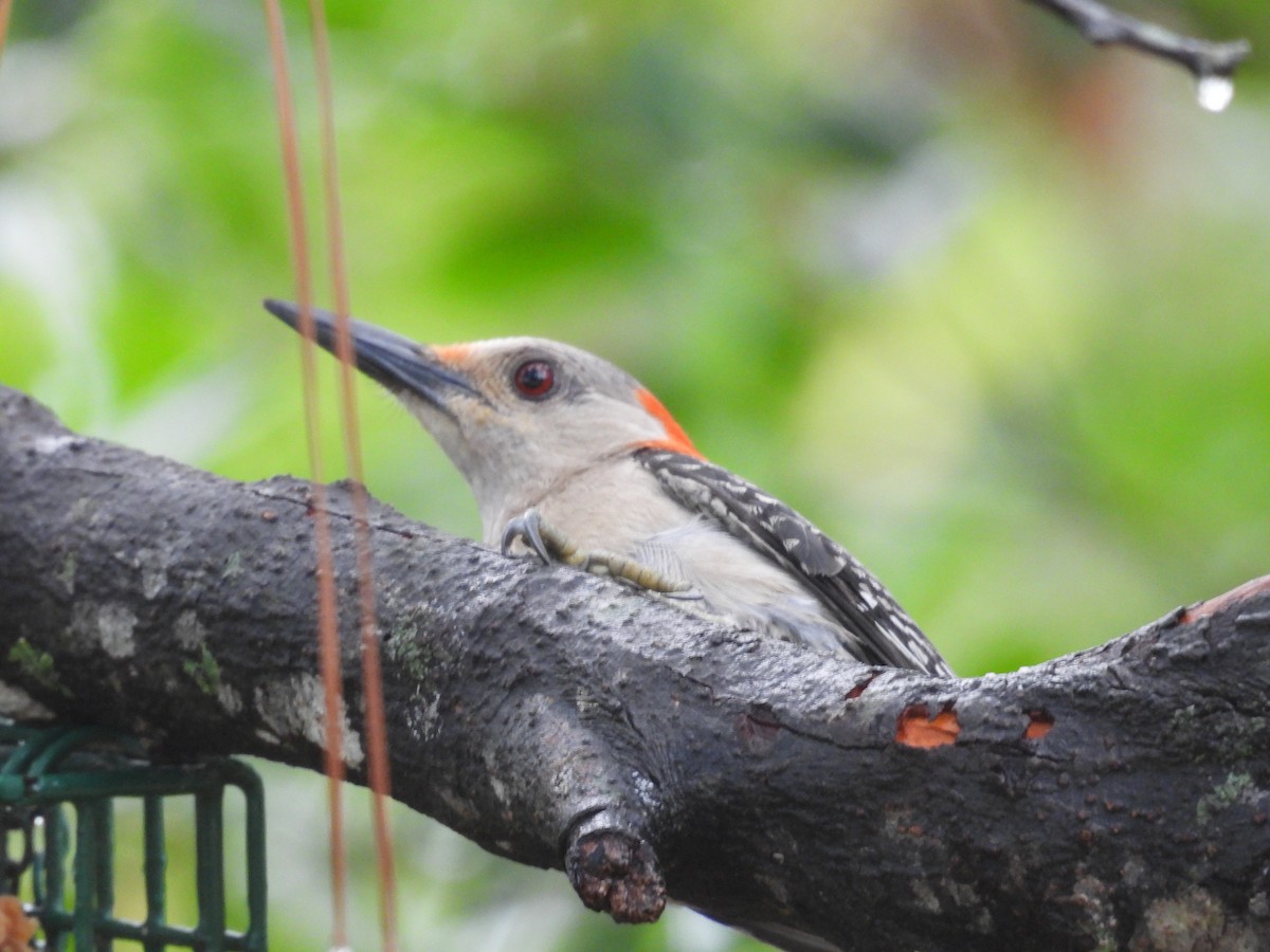 Red-bellied Woodpecker - ML638356403