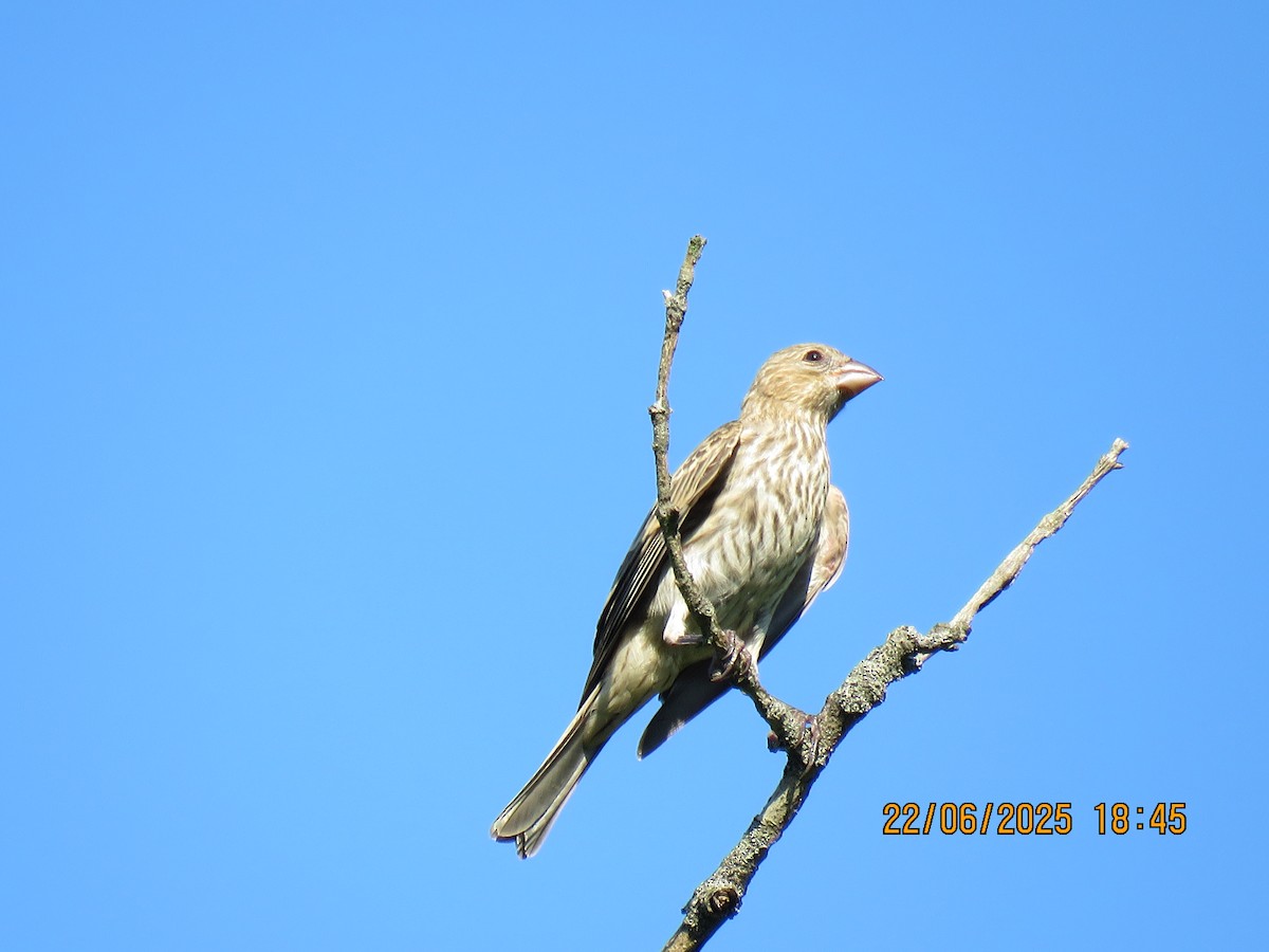 House Finch - ML638356410