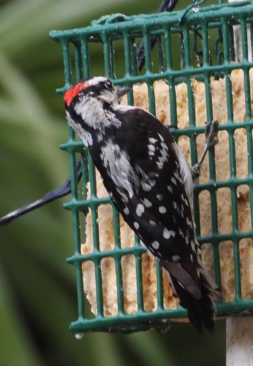 Downy Woodpecker - ML638356417