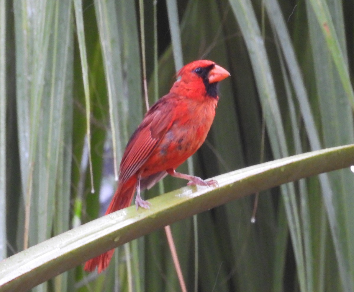 Cardenal Norteño - ML638356426
