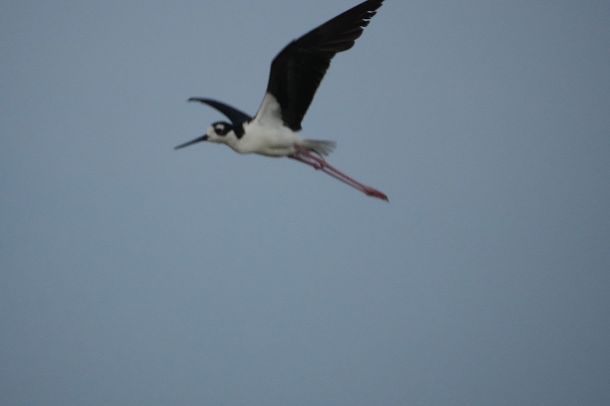 Black-necked Stilt - ML638356431