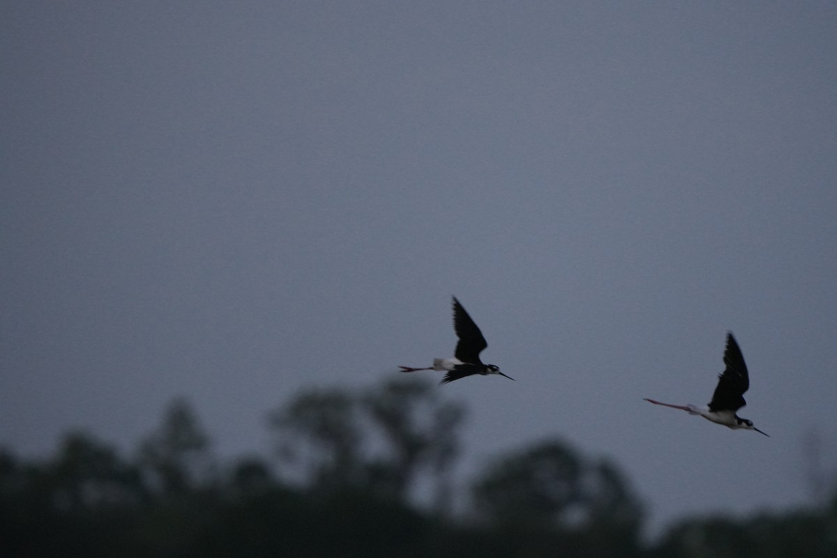 Black-necked Stilt - ML638356433