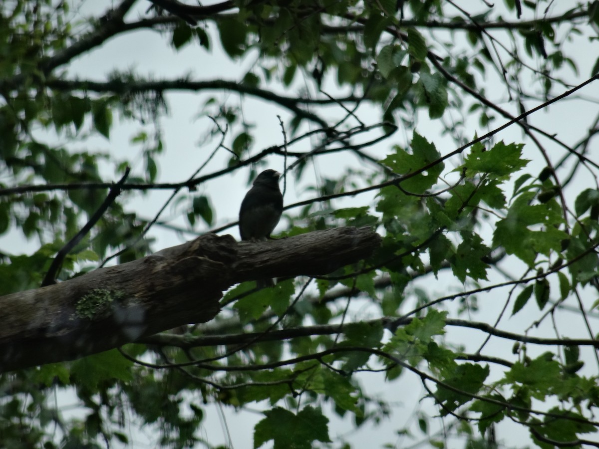 Dark-eyed Junco - ML638356435