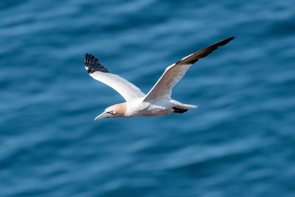 Northern Gannet - ML638356436