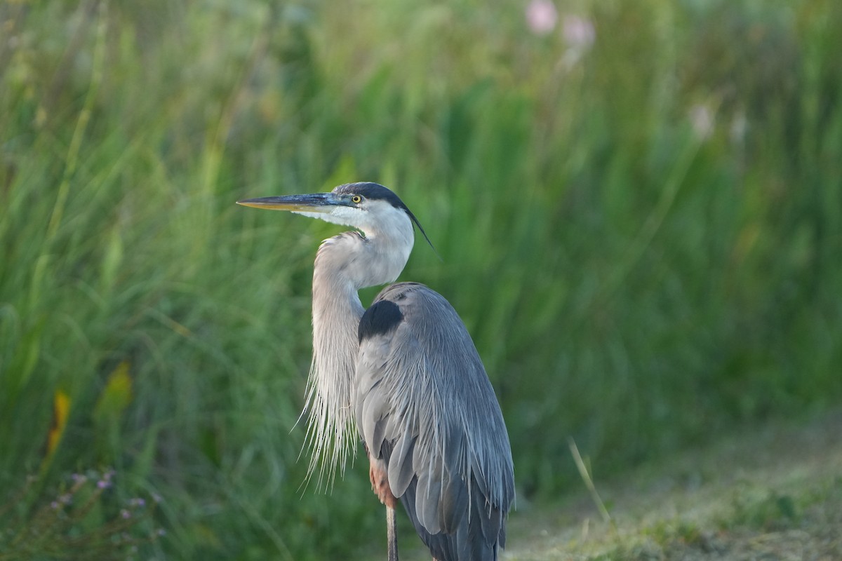 Great Blue Heron - ML638356443