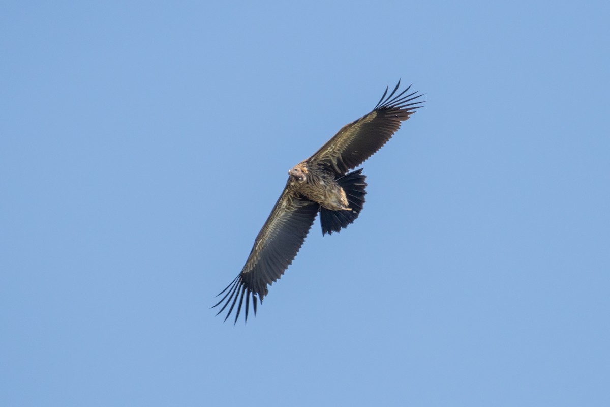 himalayagribb - ML638356475