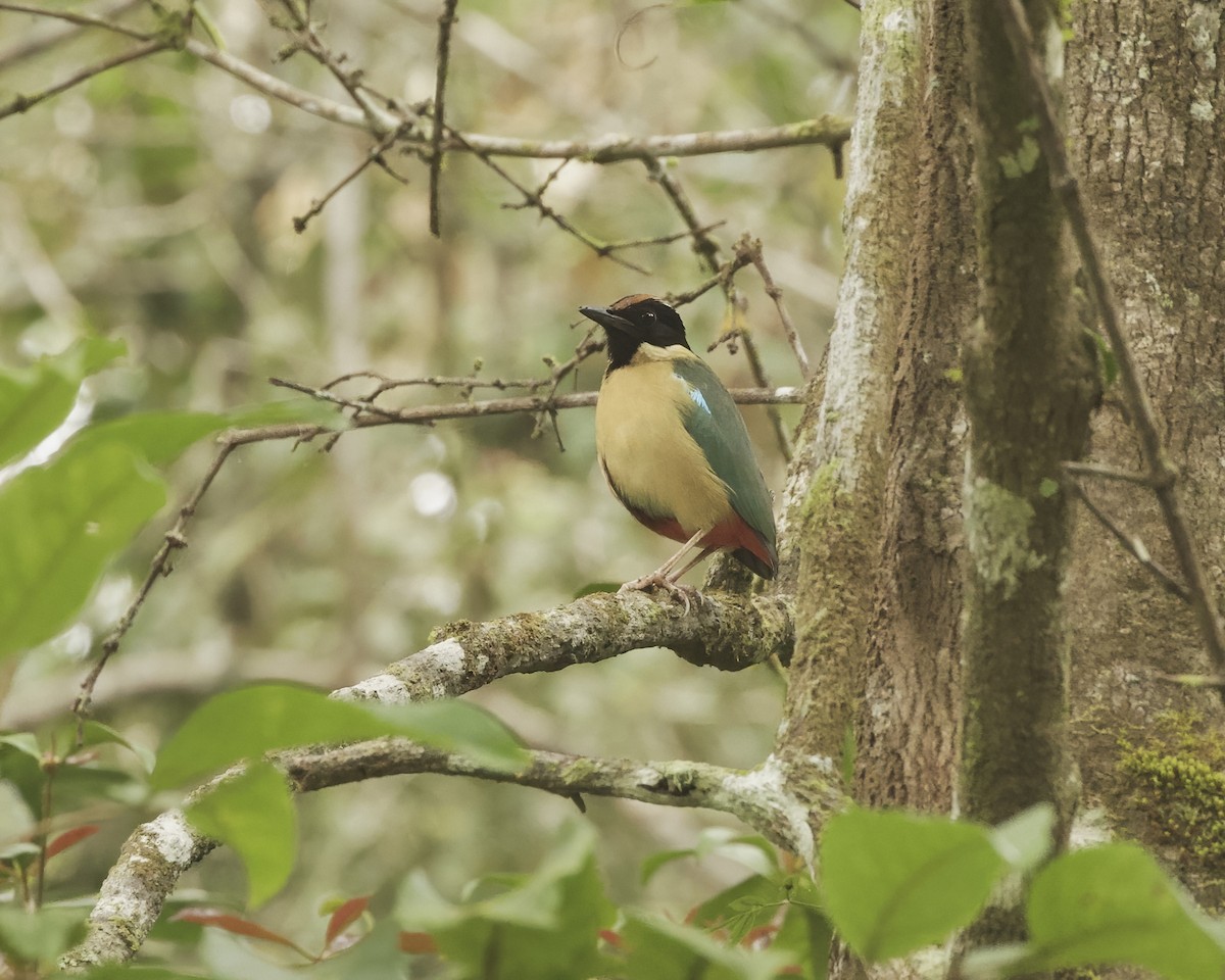 ornatpitta - ML638356476