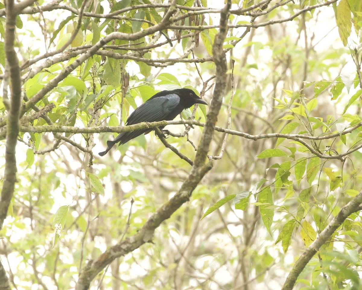 sundadrongo (bimaensis) - ML638356482