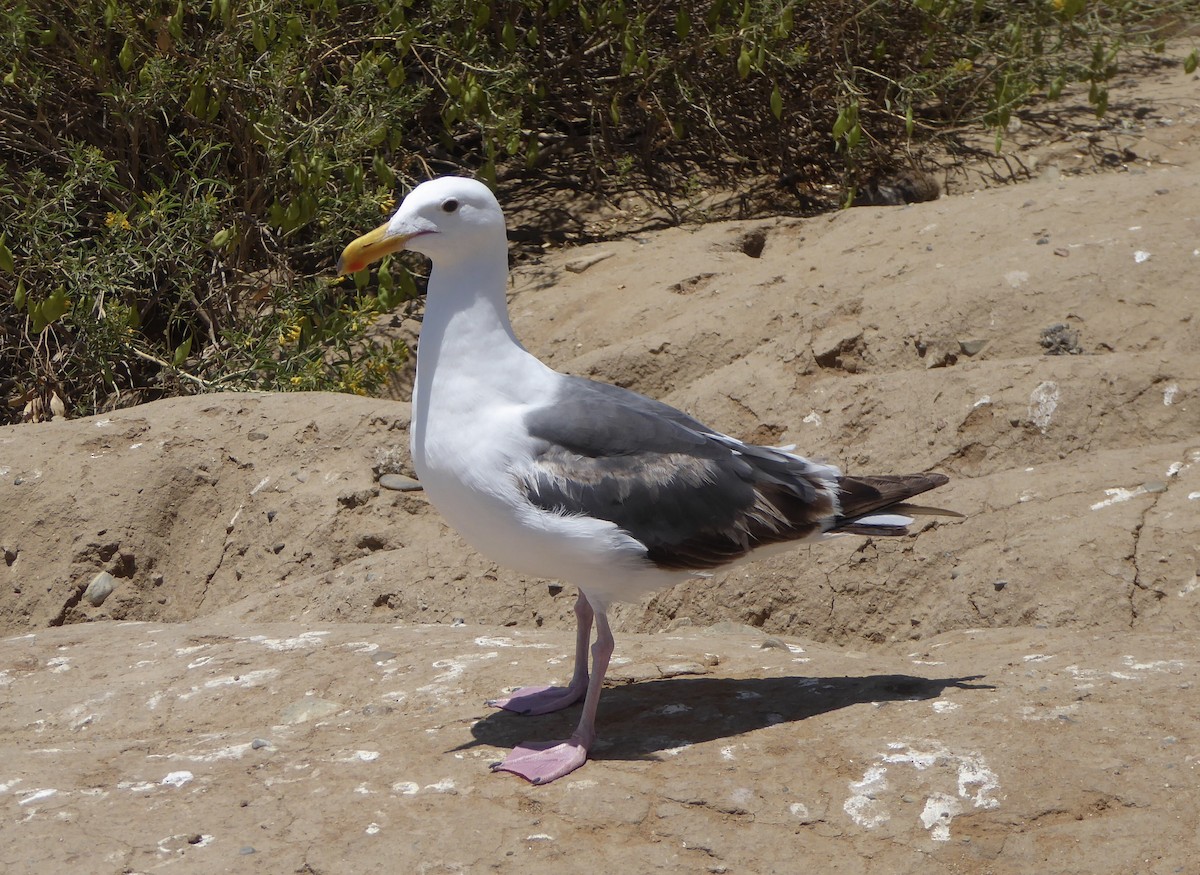 Western Gull - ML638356499