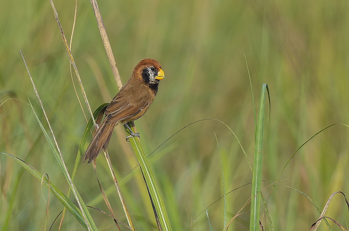 Black-breasted Parrotbill - ML638356505