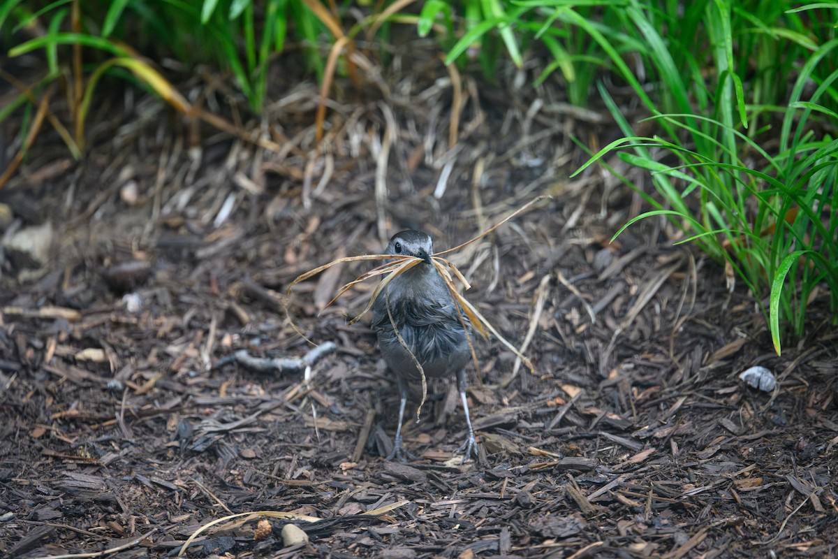 Gray Catbird - ML638356524