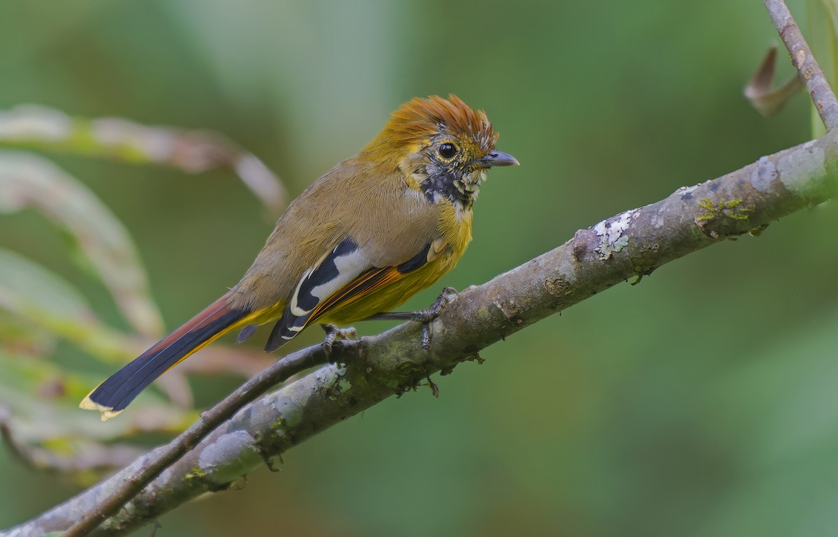 Chestnut-tailed Minla - ML638356545