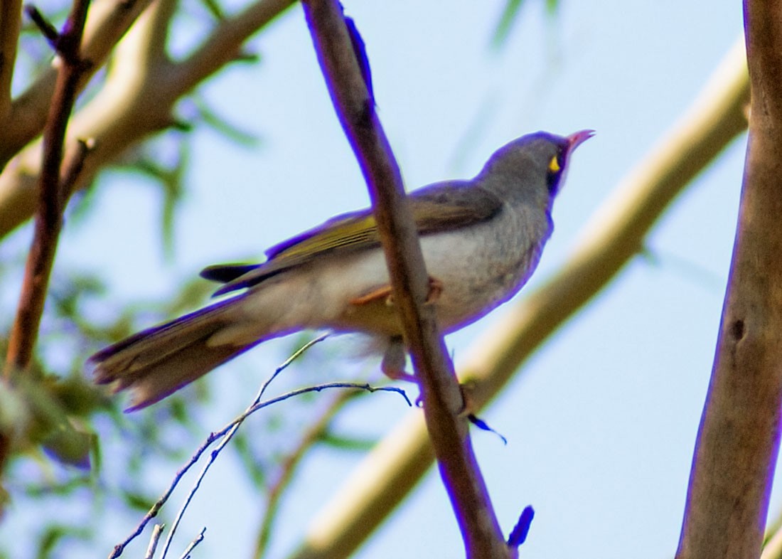 Yellow-throated Miner - ML638356549