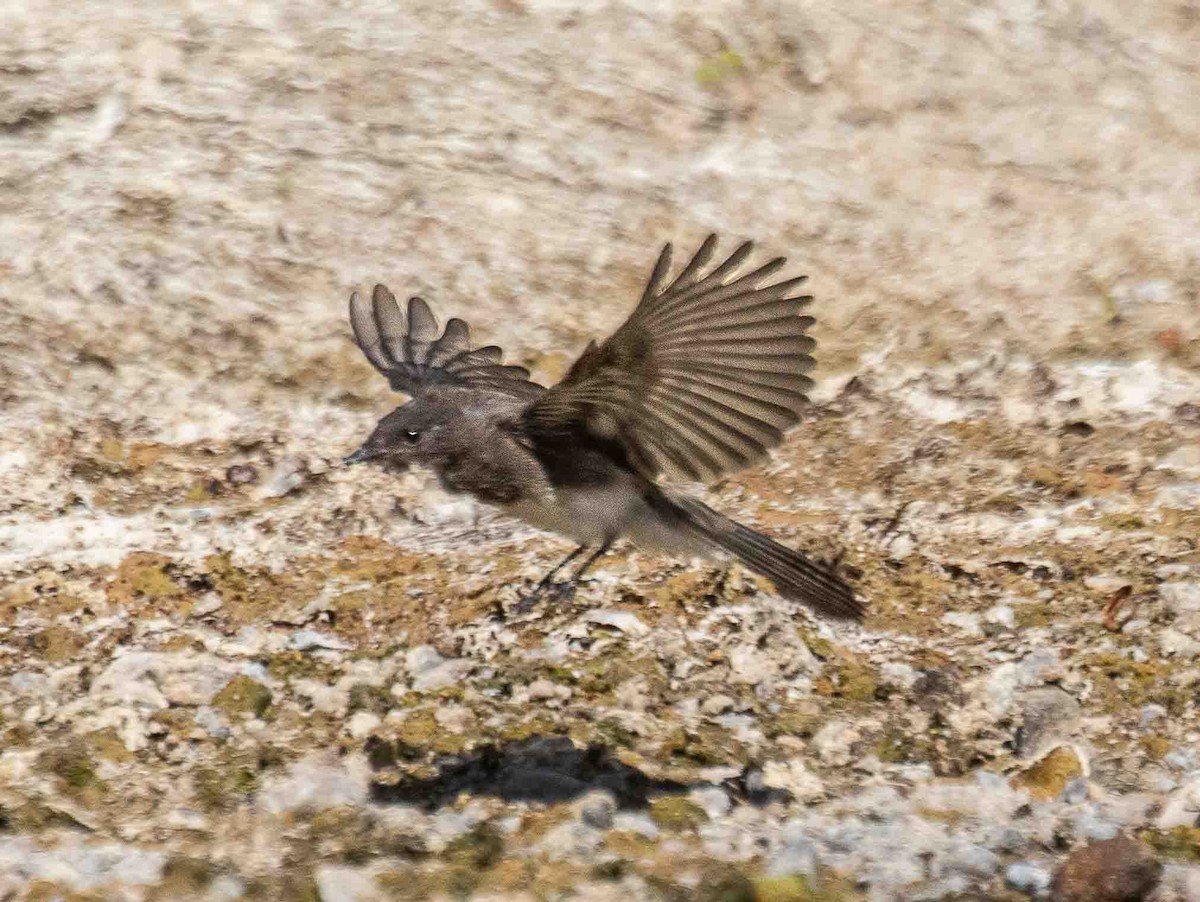 Black Phoebe - ML638356551