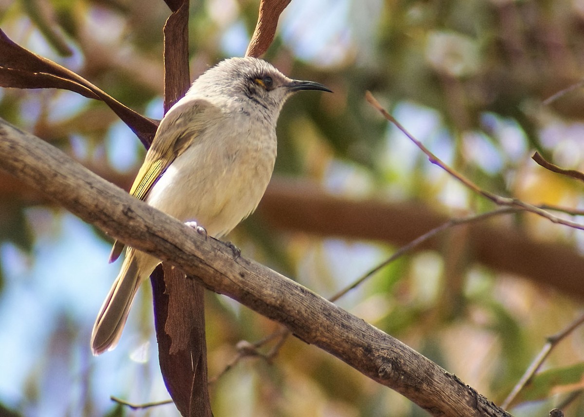 Brown Honeyeater - ML638356552