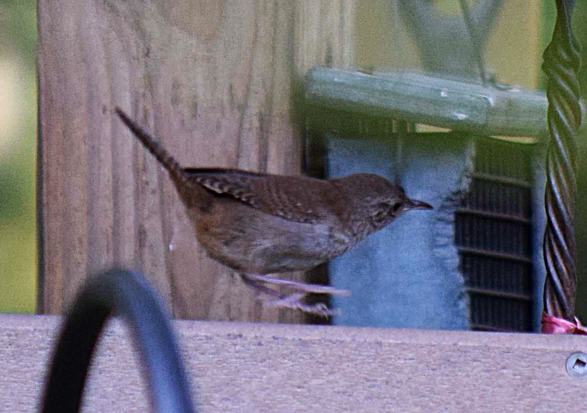 Northern House Wren - ML638356553