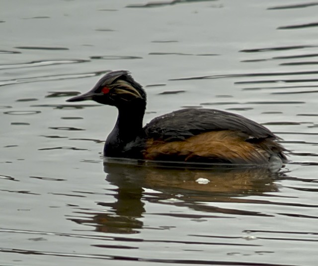 svarthalsdykker - ML638356554