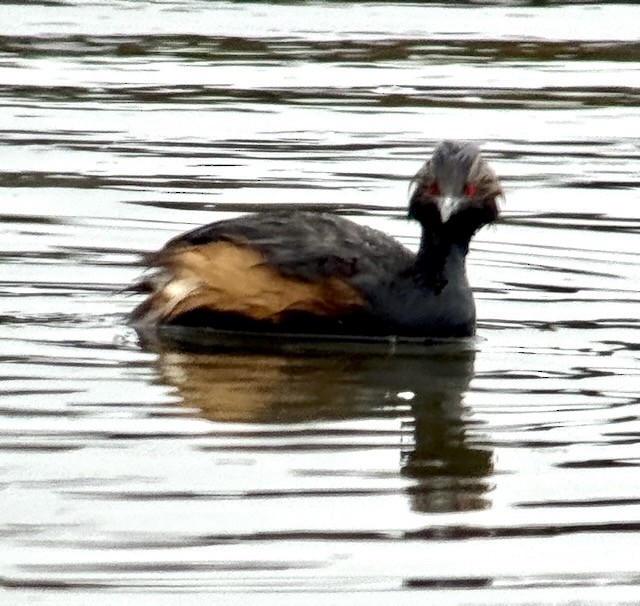 svarthalsdykker - ML638356556