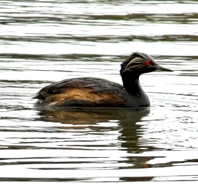 svarthalsdykker - ML638356557