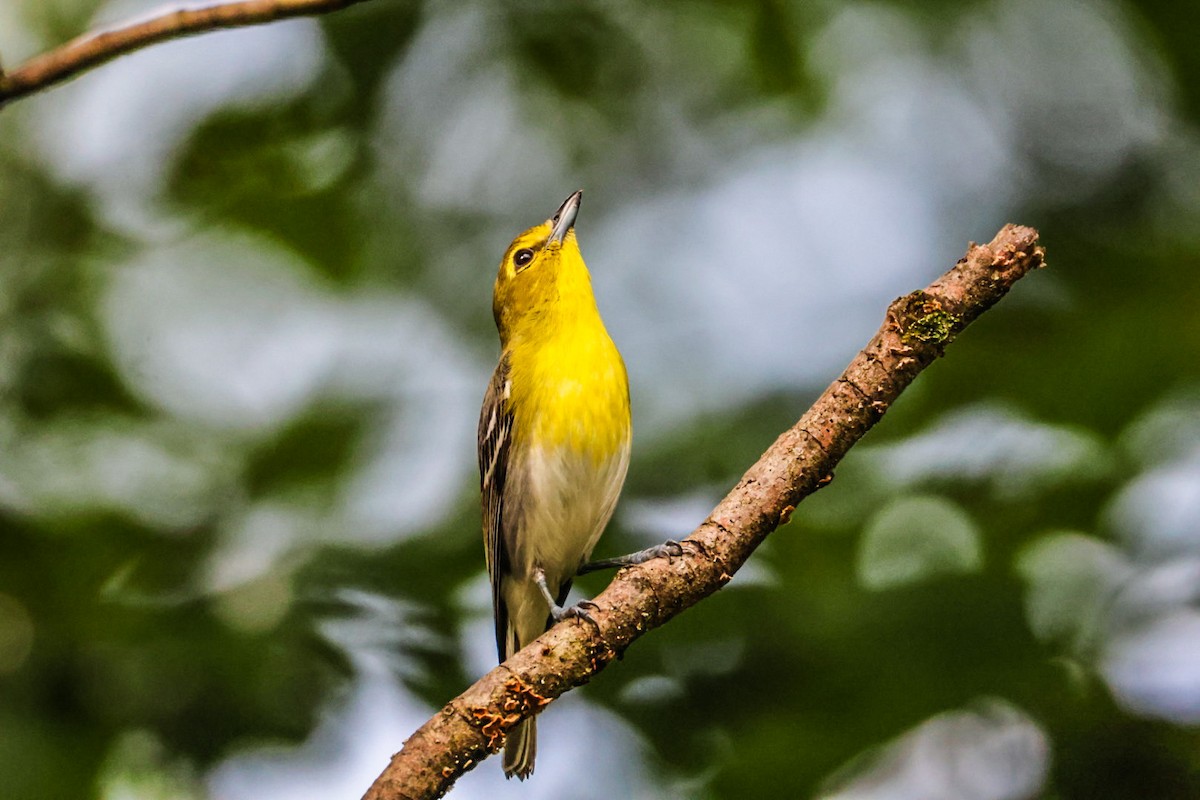 gulbrystvireo - ML638356582