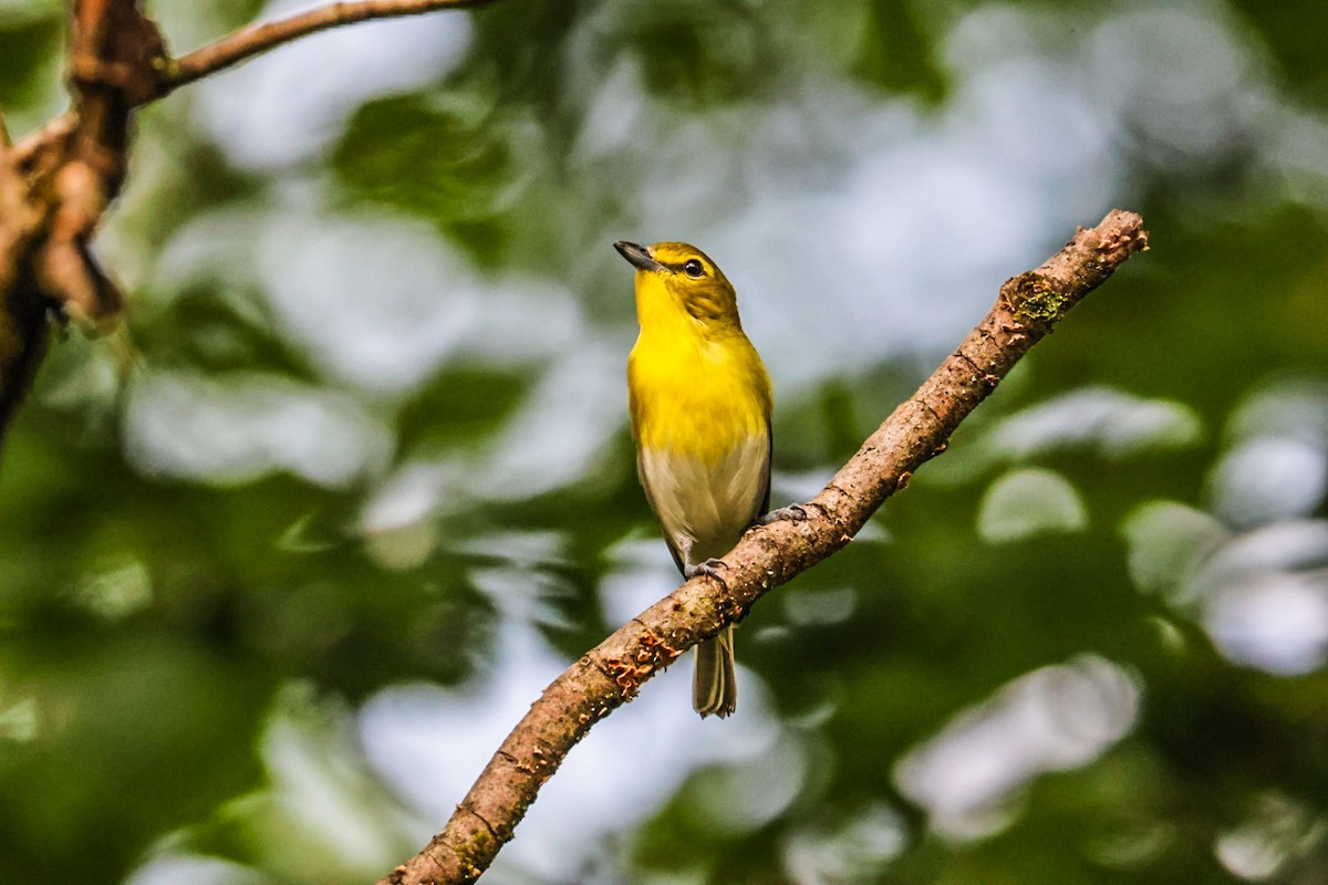 gulbrystvireo - ML638356583