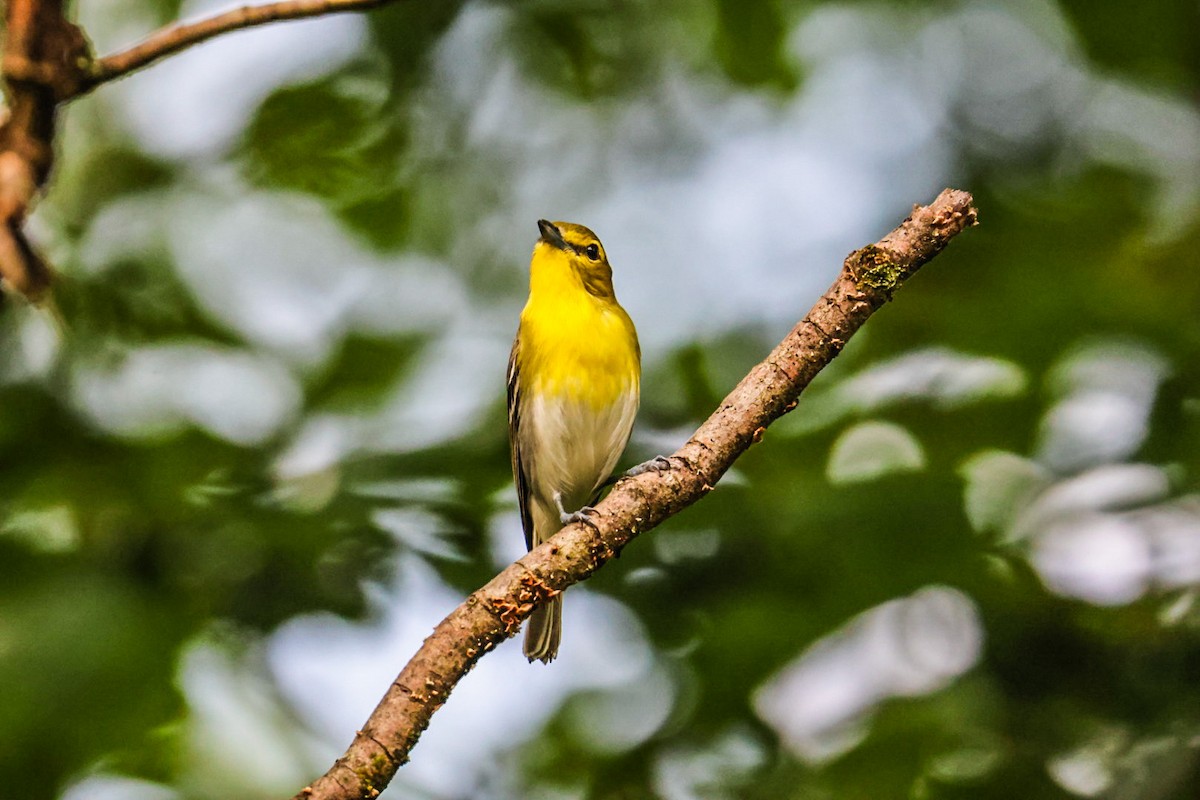 gulbrystvireo - ML638356584