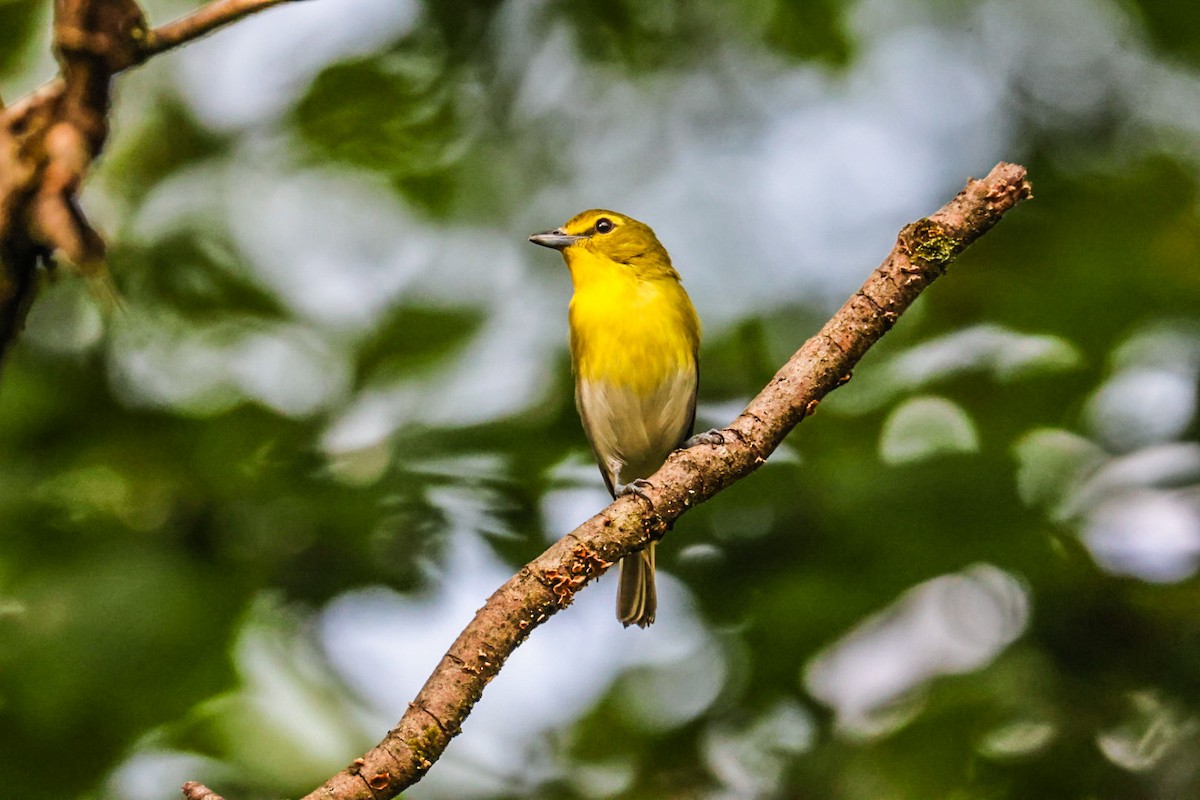 gulbrystvireo - ML638356585