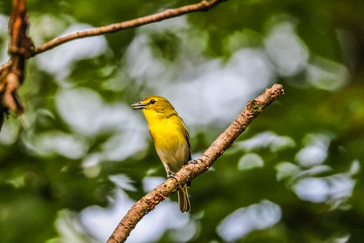 gulbrystvireo - ML638356586