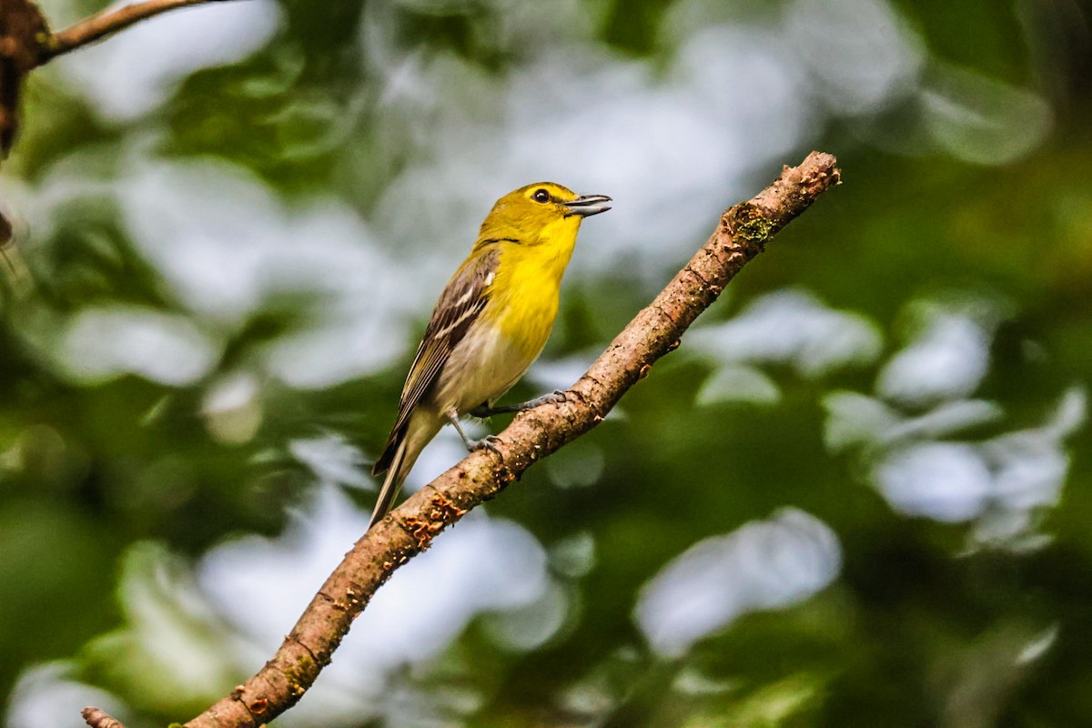 gulbrystvireo - ML638356587