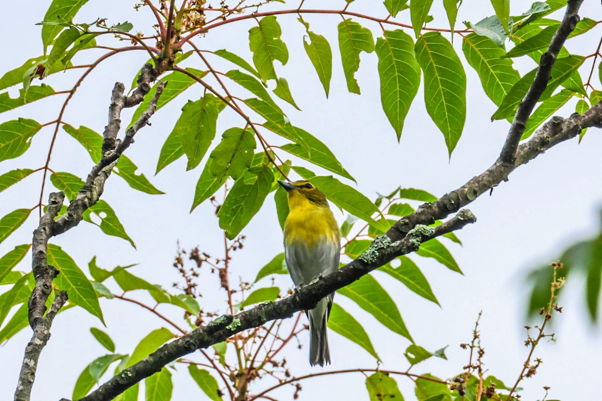 gulbrystvireo - ML638356589