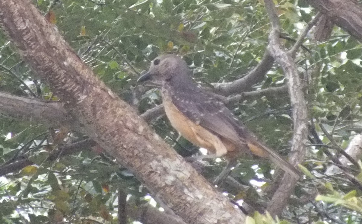 Fawn-breasted Bowerbird - ML638356603
