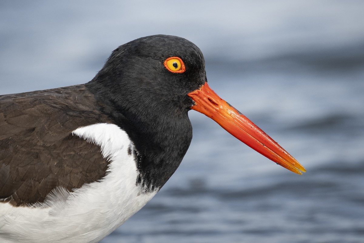 American Oystercatcher - ML638356617