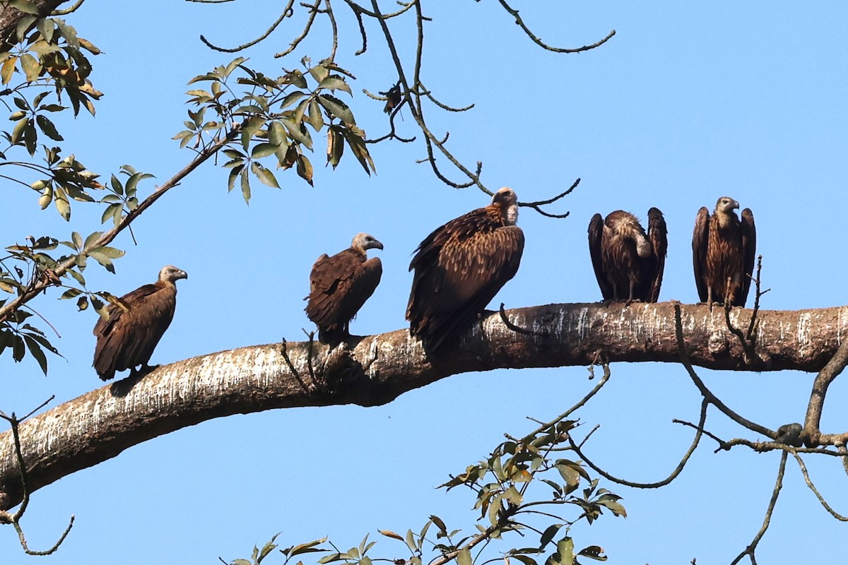 White-rumped Vulture - ML638356627