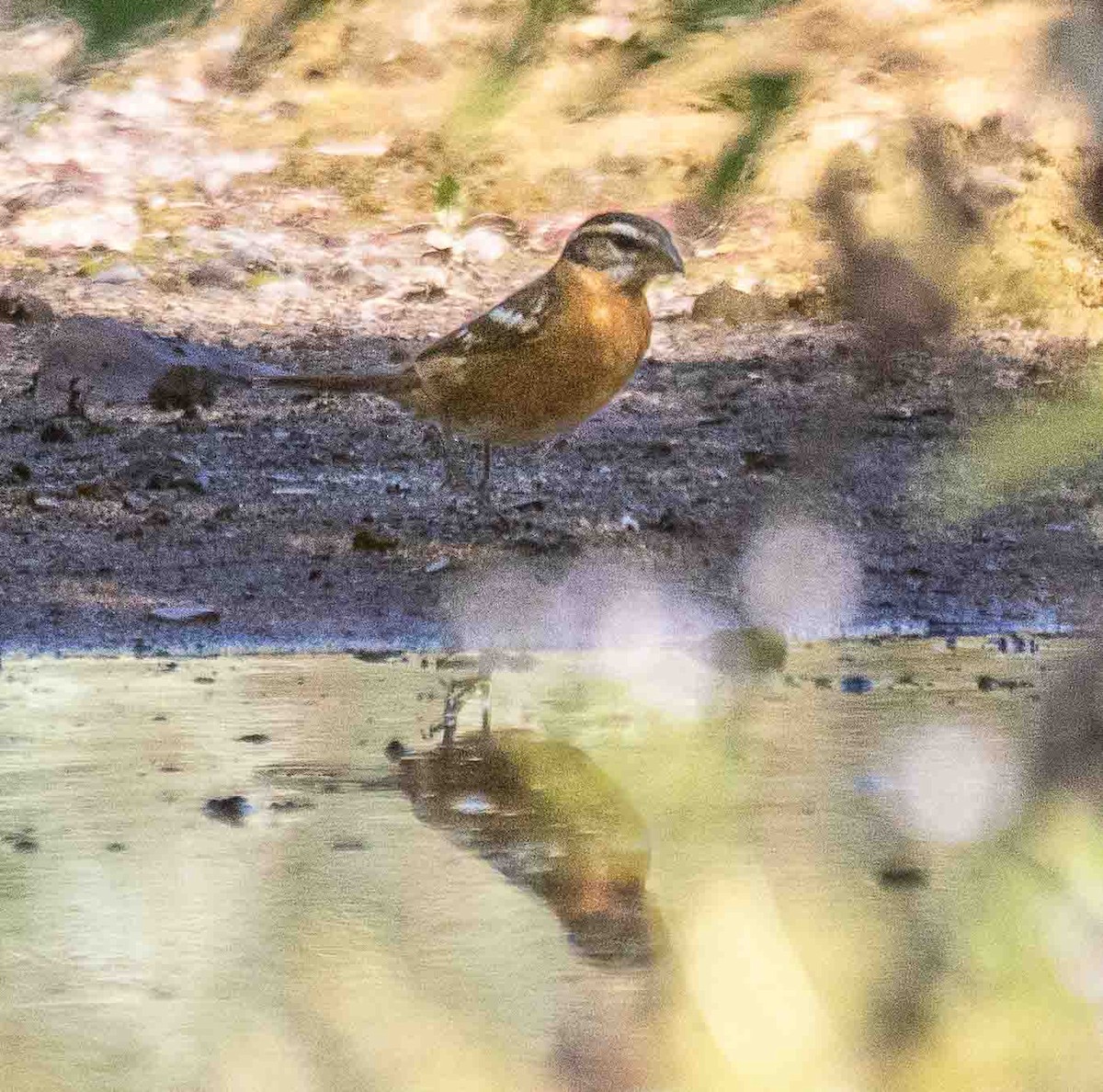 Black-headed Grosbeak - ML638356644