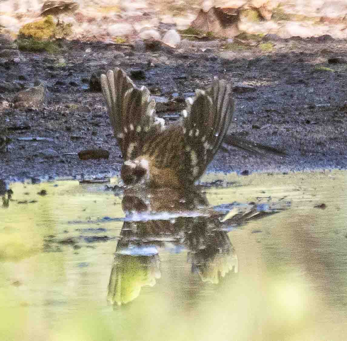 Black-headed Grosbeak - ML638356652