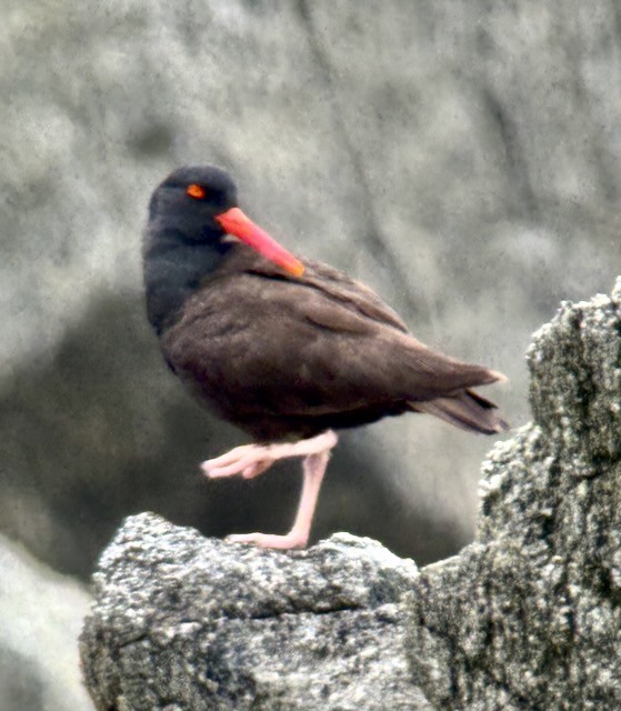 Black Oystercatcher - ML638356661