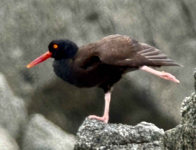 Black Oystercatcher - ML638356662