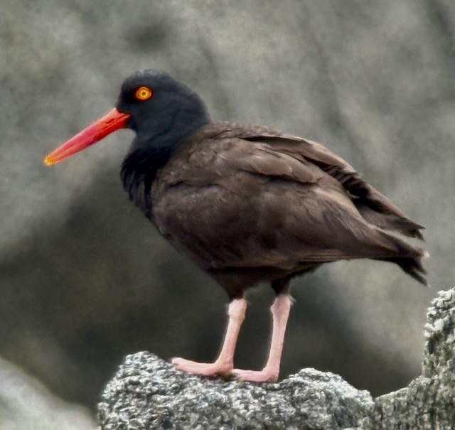 Black Oystercatcher - ML638356663