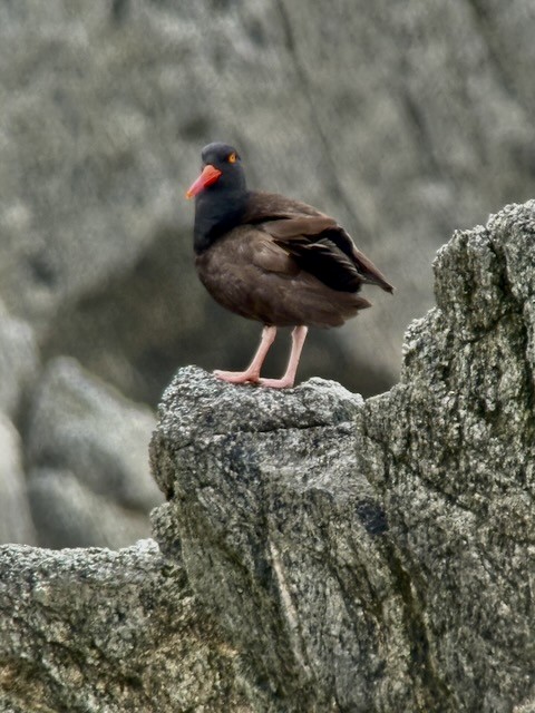 Black Oystercatcher - ML638356664
